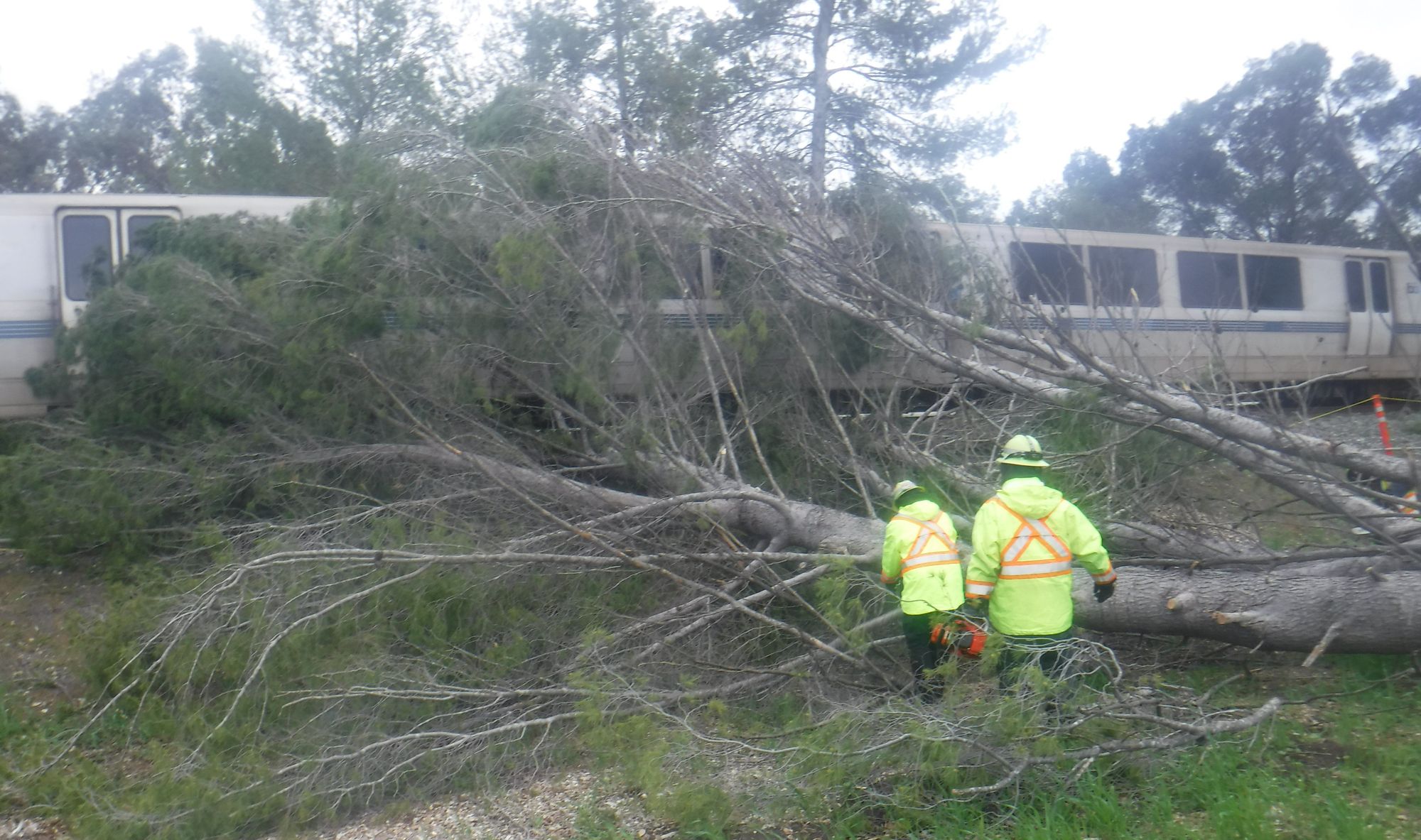 Balboa Park BART Station: Tree Removal To Reduce Service